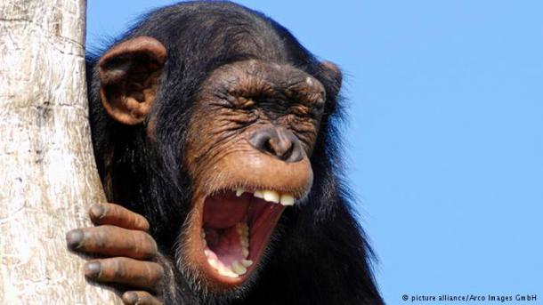 یک شامپانزه اقدام به سرنگون کردن یک فروند پهپاد نمود