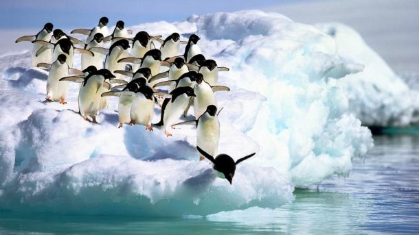 A madárinfluenza új törzsére találtak antarktiszi pingvinekben