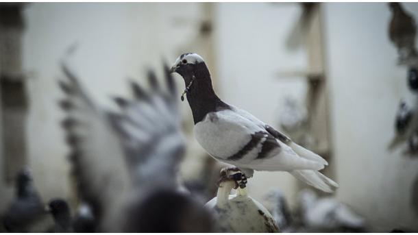 "کبوتران حلب" تحت تاثیر جنگ قرار گرفتند