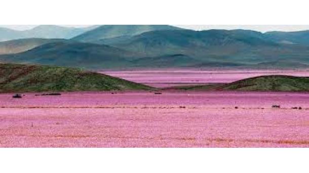 Virágzott az Atacama-sivatag