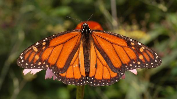 México: las mariposas monarca resisten las nevadas