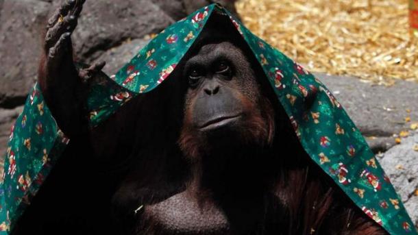 Argentina reconoce a una orangután como "sujeto no humano"