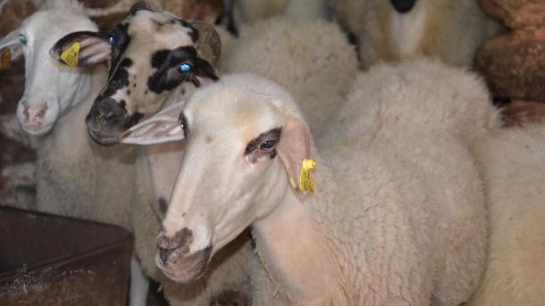 La malattia lingua blu spaventa i pastori in Bulgaria