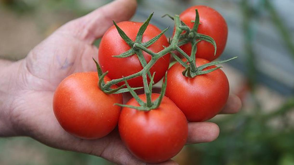 روس کے لئے ترکی کے ٹماٹر کا کوٹہ 50 ہزار سے بڑھا کر ایک لاکھ ٹن کر دیا گیا
