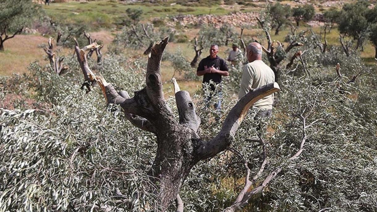 zeytin ağacı.jpg
