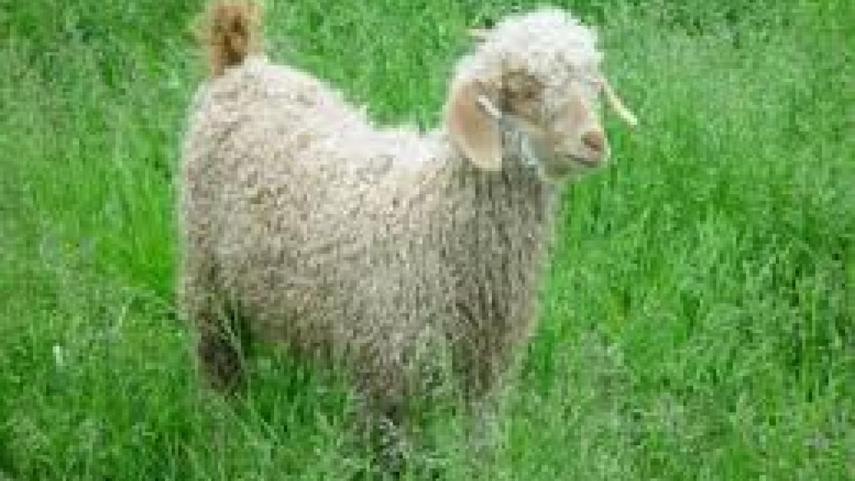 آیا اینهارا میدانید؟ دوشنبه چهارم حمل ۱۳۹۹ هجری شمسی
