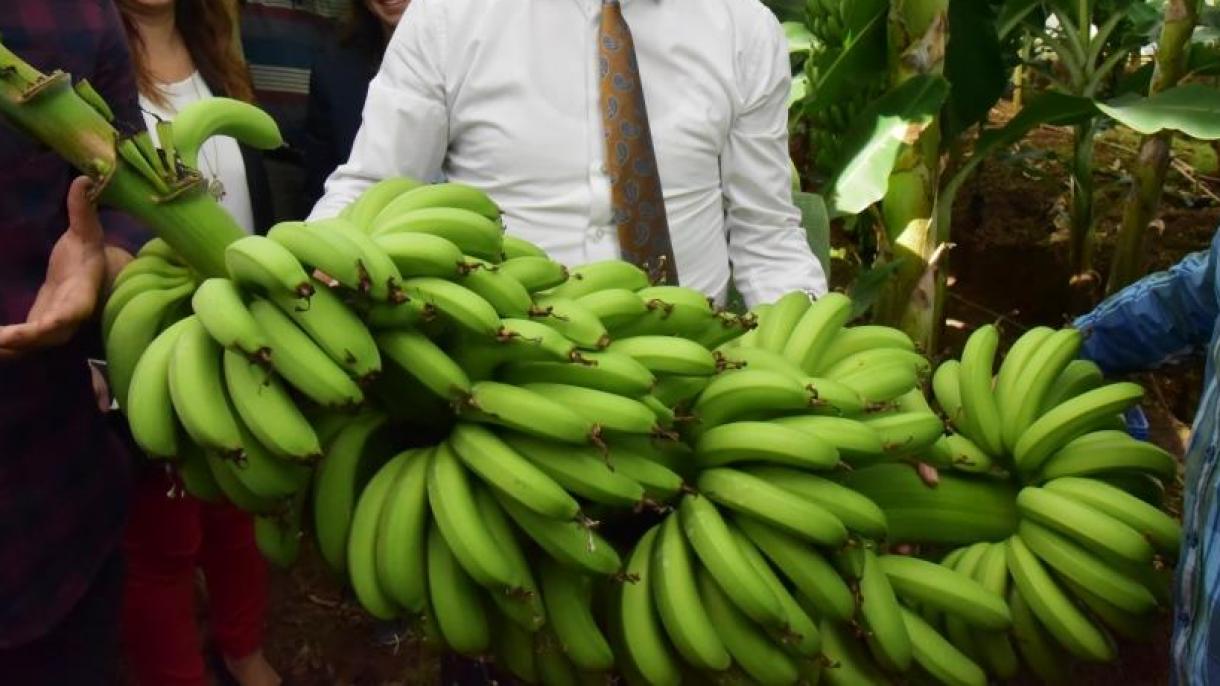 Banan citeşterü arttı