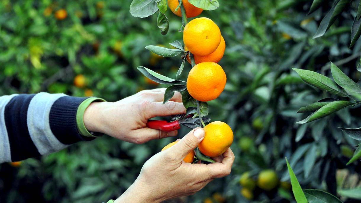 Turquie-Russie: les fruits de la normalisation