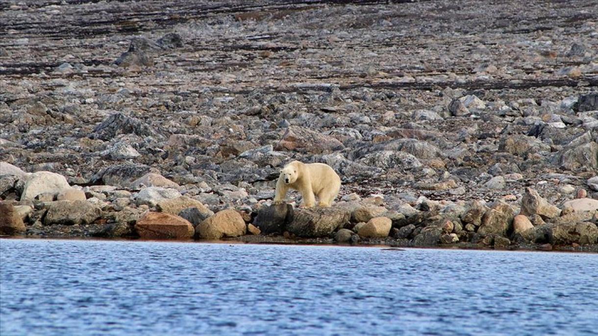 温室效应导致西伯利亚气温高达38度