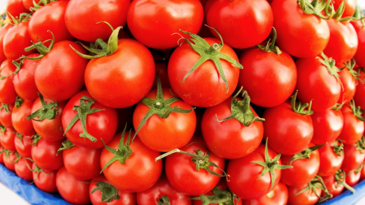 Tomates produzidos com energia geotérmica em uma temperatura abaixo de -40° na Turquia