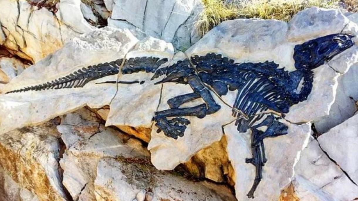 İtaliyada ilk dəfə dinozavr sürüsünün qalıqları tapıldı