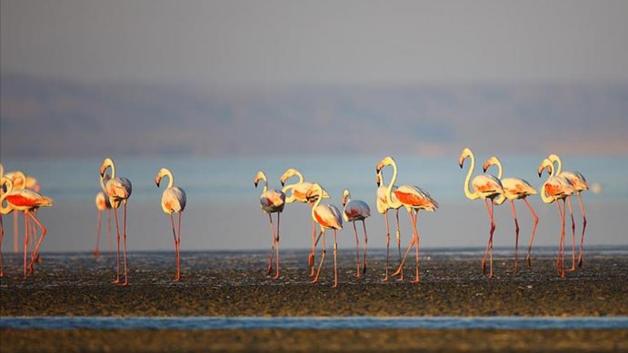 Megállapították a legidősebb flamingót Törökországban