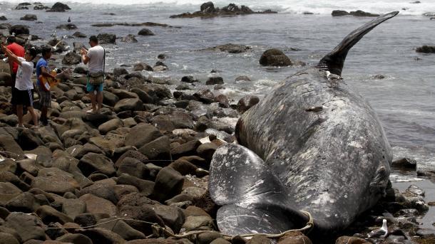24 نهنگ خلبان در سواحل مکزیکا به گل نشستند