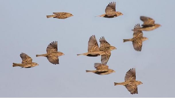 La migración de las aves tiende a adelantarse por el cambio climático