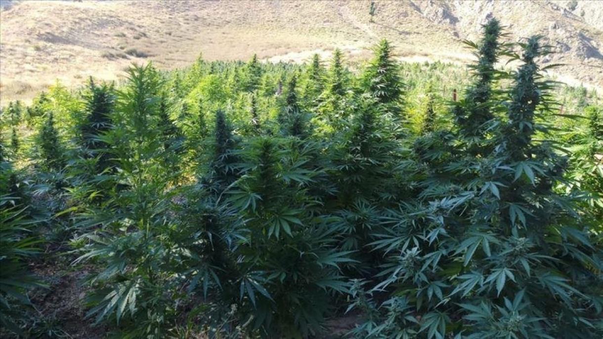 سرمایهگذاری یک شرکت استرالیایی در افغانستان برای تاسیس کارخانه شاهدانه