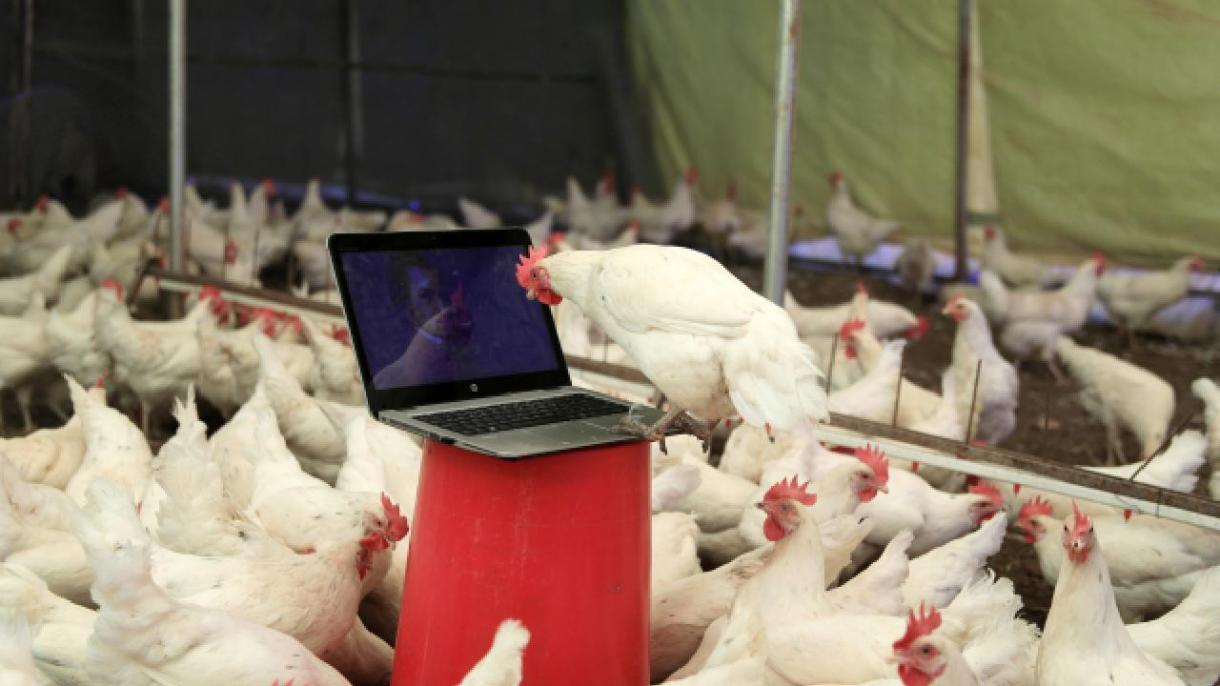 La Inteligencia artificial logra traducir los cacareos de las gallenas