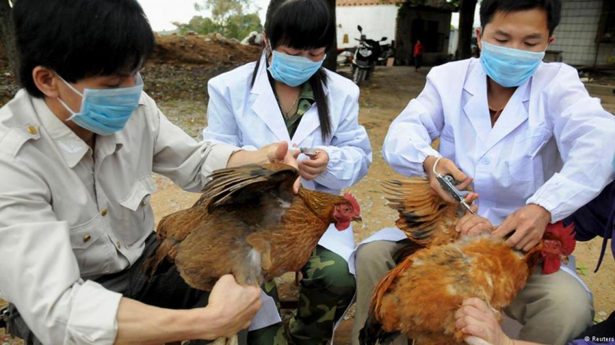 Gripa aviara ın China