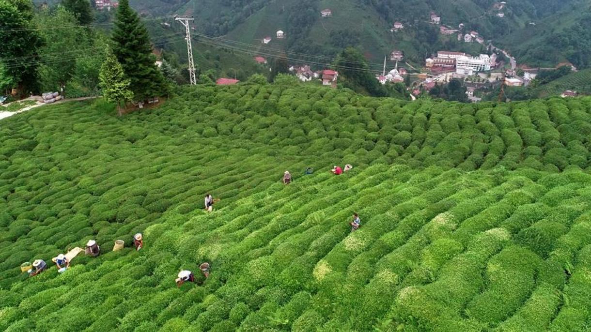 土耳其茶叶远销59个国家