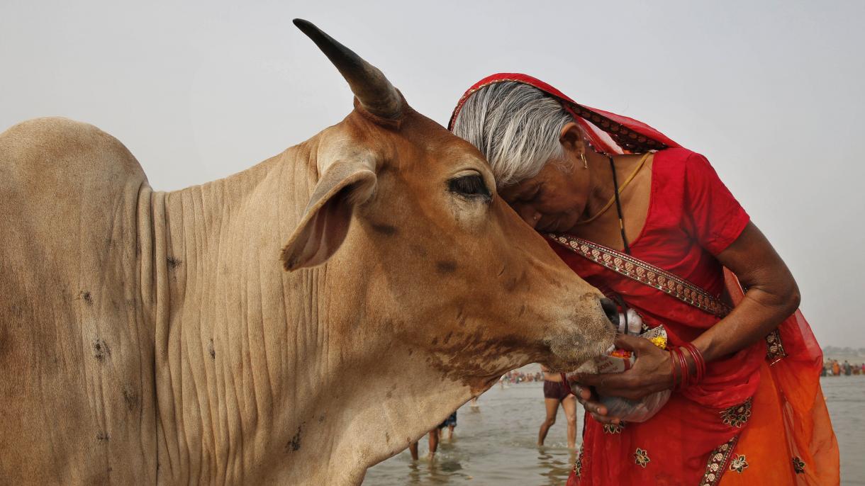 ہندوستان، گجرات میں گائے کاٹنے پر عمر قید کی سزا کا قانون نافذ