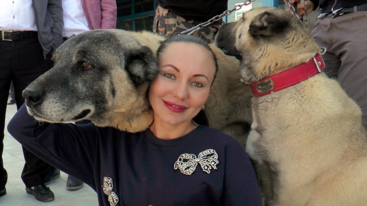 sivas kangal.jpg