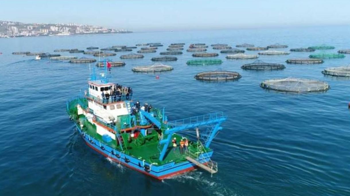 黑海三文鱼出口至八国