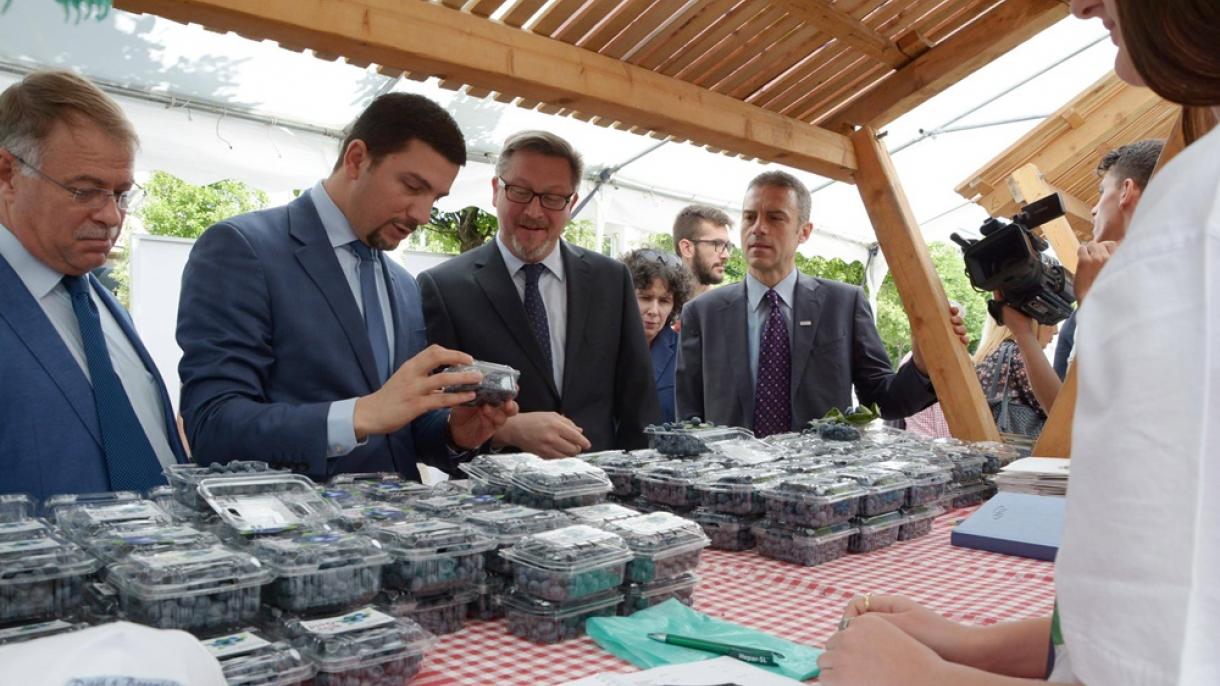 boronica - kosova-memli krasniqi-3.jpg