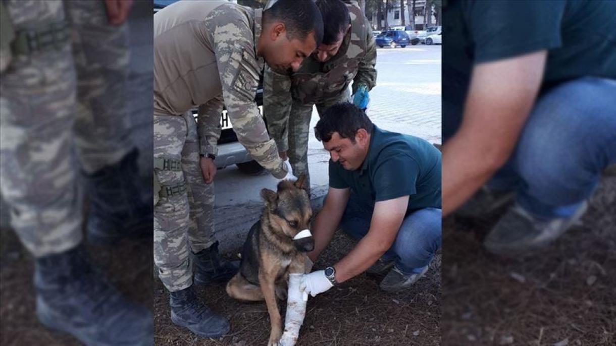 Source de Paix : Des soldats turcs sauvent un chien blessé à Rassoulayn
