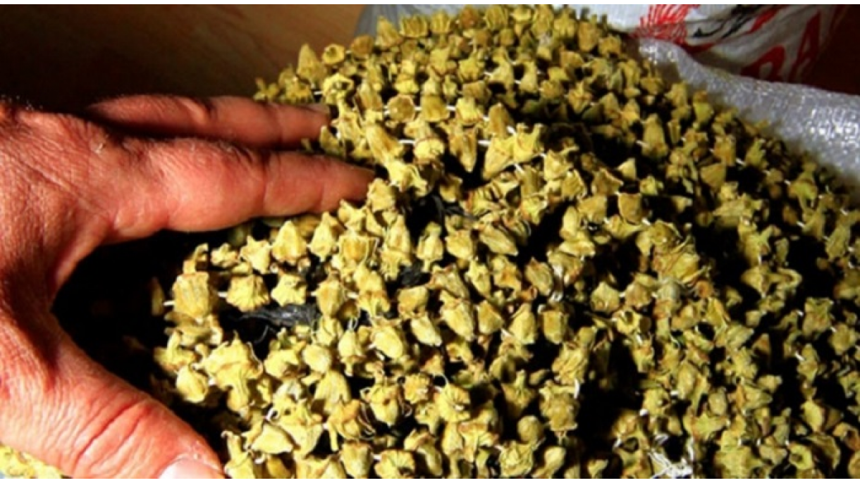 نشانههای جغرافیایی ترکیه - گل بامیه آماسیا