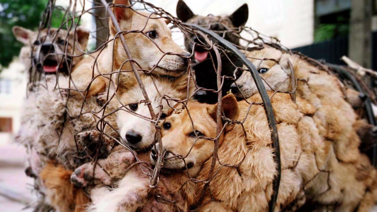 چین میں کتے بلیوں کے گوشت کا  میلہ وقتی طورپرممنوع