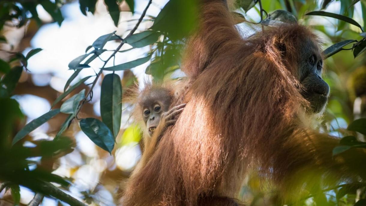 Científicos descubrieron una nueva especie de orangután al norte de Sumatra