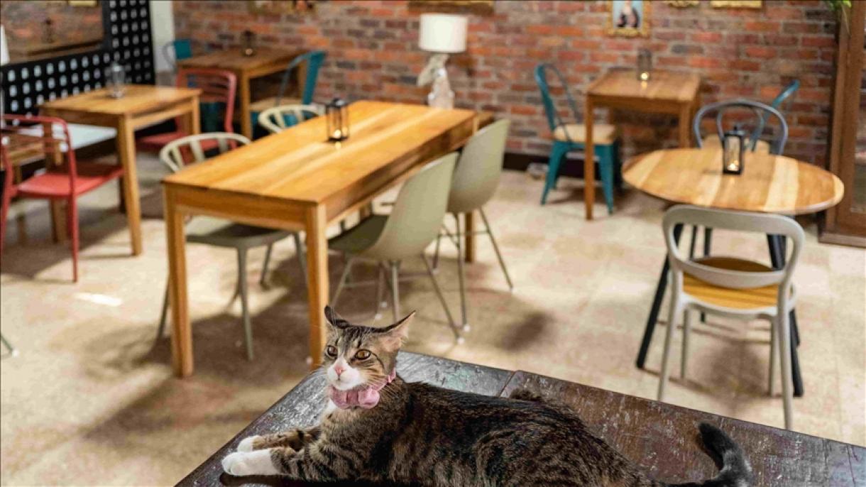 La Gatoría, el café que atiende y les da un refugio a gatos sin hogar en Colombia