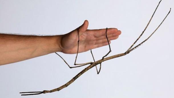 中国发现全世界最长的昆虫