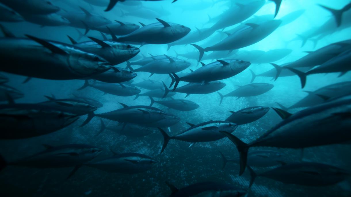 Törkiyäneñ tuna balığı êksportı