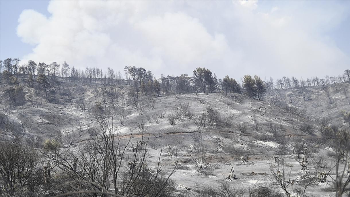 Οι πυρκαγιές έκαψαν 650.000 στρέμματα γης στην Ελλάδα