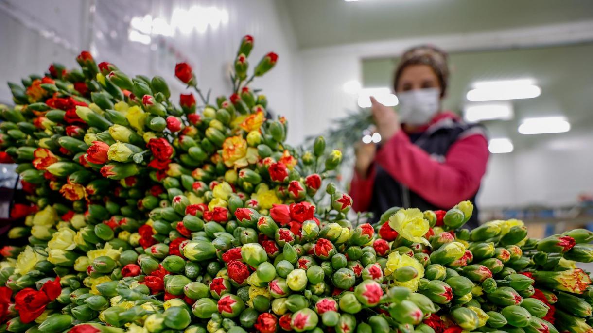 Le esportazioni di fiori dalla Turchia si aggirano intorno ai 150 milioni di dollari