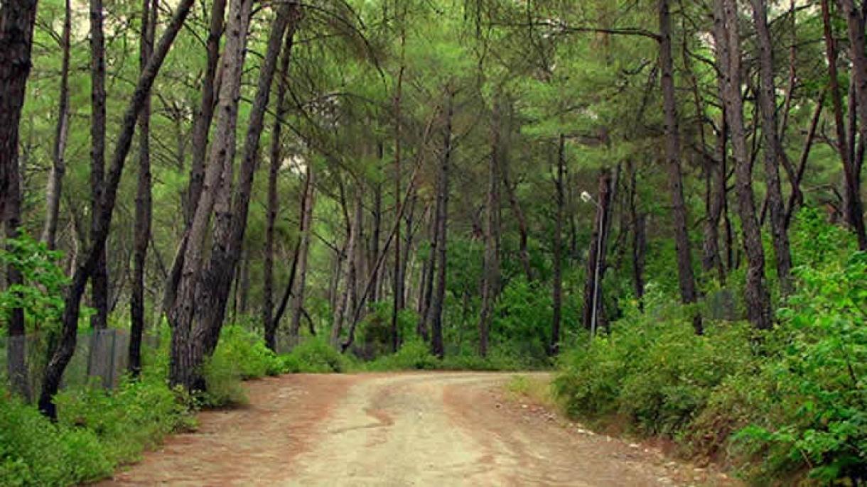 دوشن آغاج آلتیندا جان وئردیلر