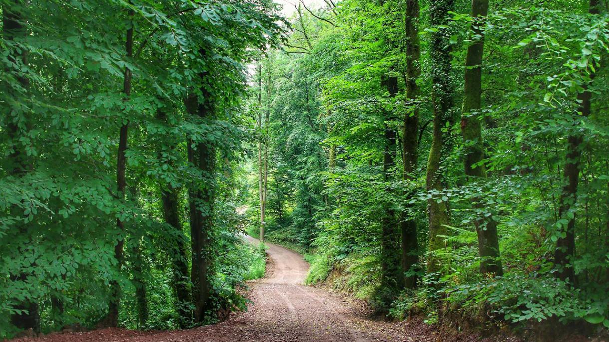 La ONU confirma el éxito del aumento de presencia de bosques y la reforestación de Turquía