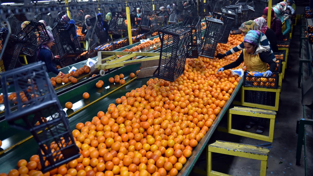 Лимон, апельсин және мандарин өсімдіктері экспорты артты