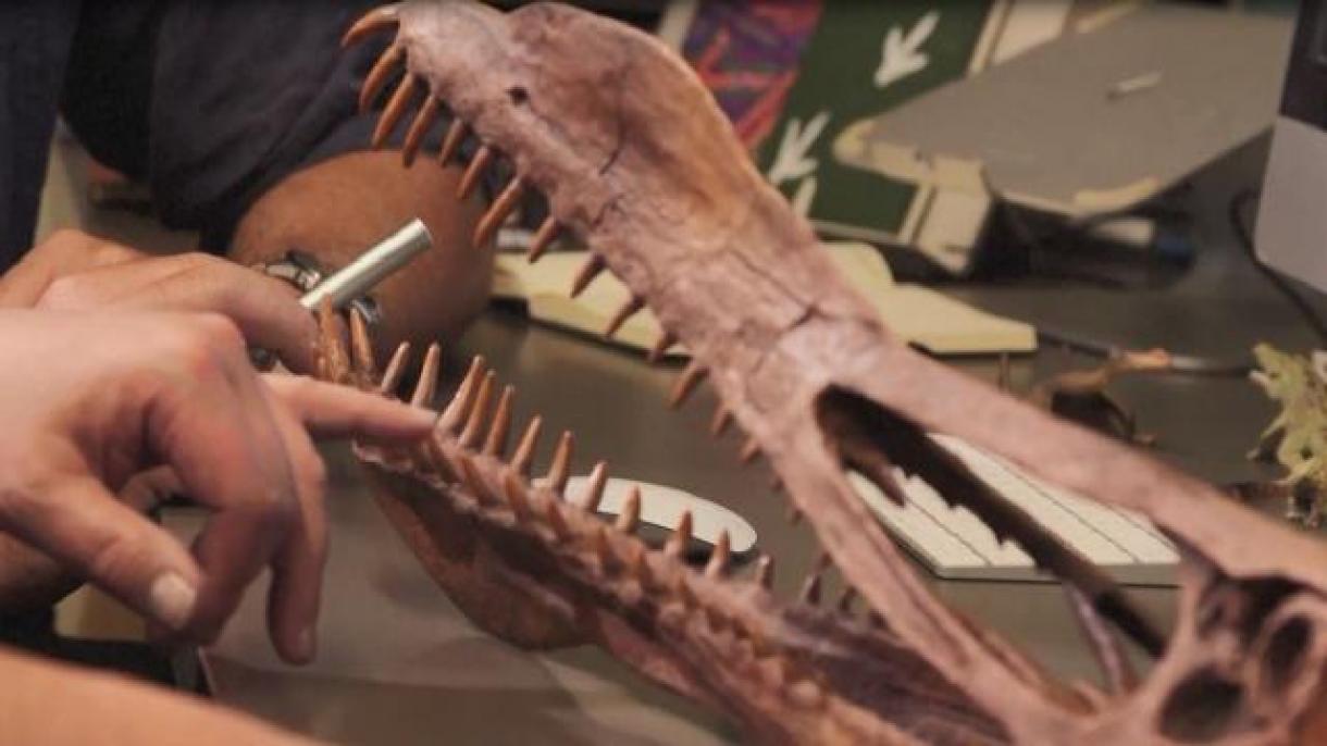 Descubren restos fósiles de “un dragón volador” en el desierto de Atamaca, Chile