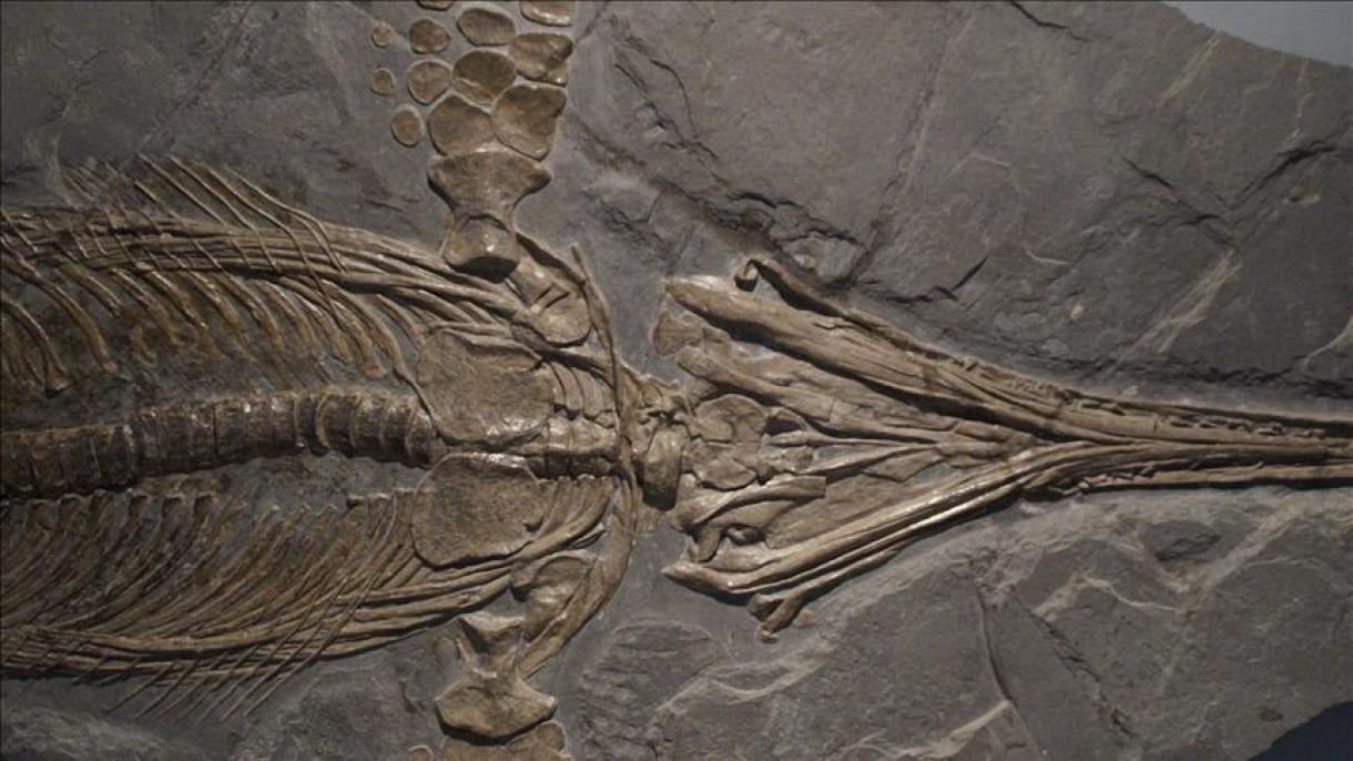 Çində 174 milyon illik dinozavr qalığı tapıldı