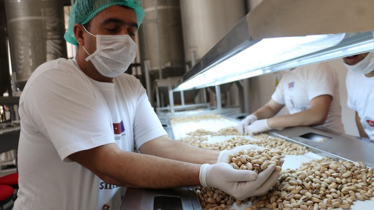 El pistacho de Siirt, el “oro verde”, se presentará al mercado mundial bajo una nueva marca