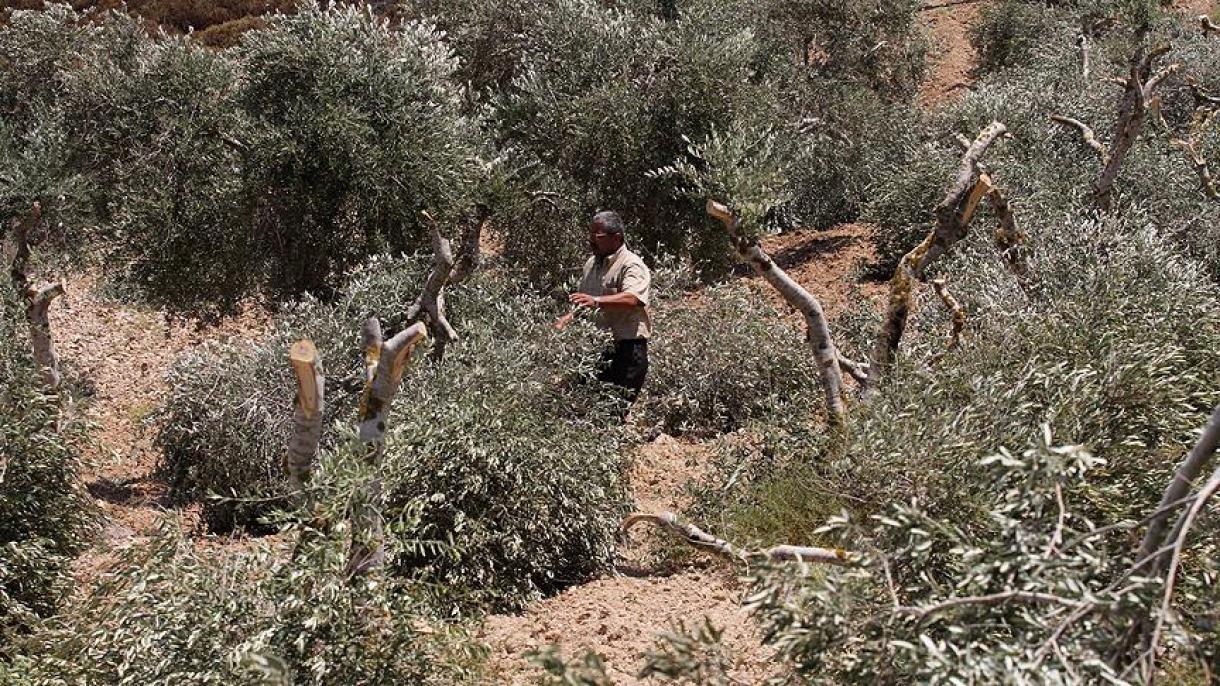 巴勒斯坦人的27棵橄榄树遭犹太定居者砍伐