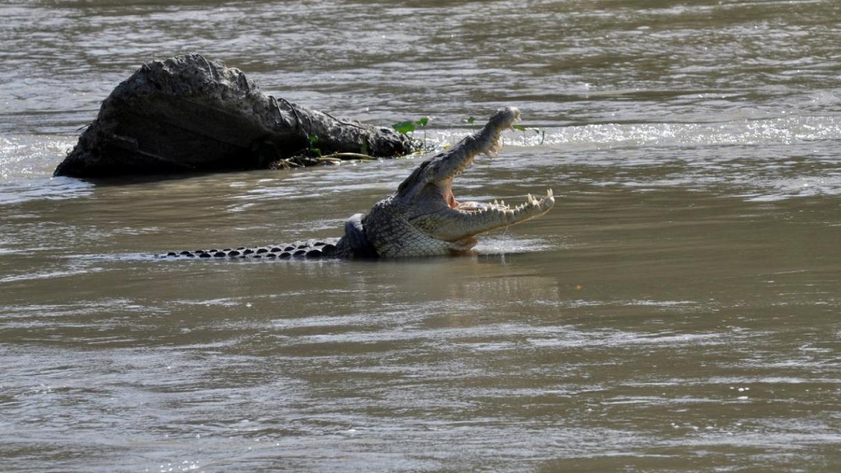 Cel puțin 70 de crocodili au scăpat  în urma inundațiilor dintr-o fermă din sudul Chinei