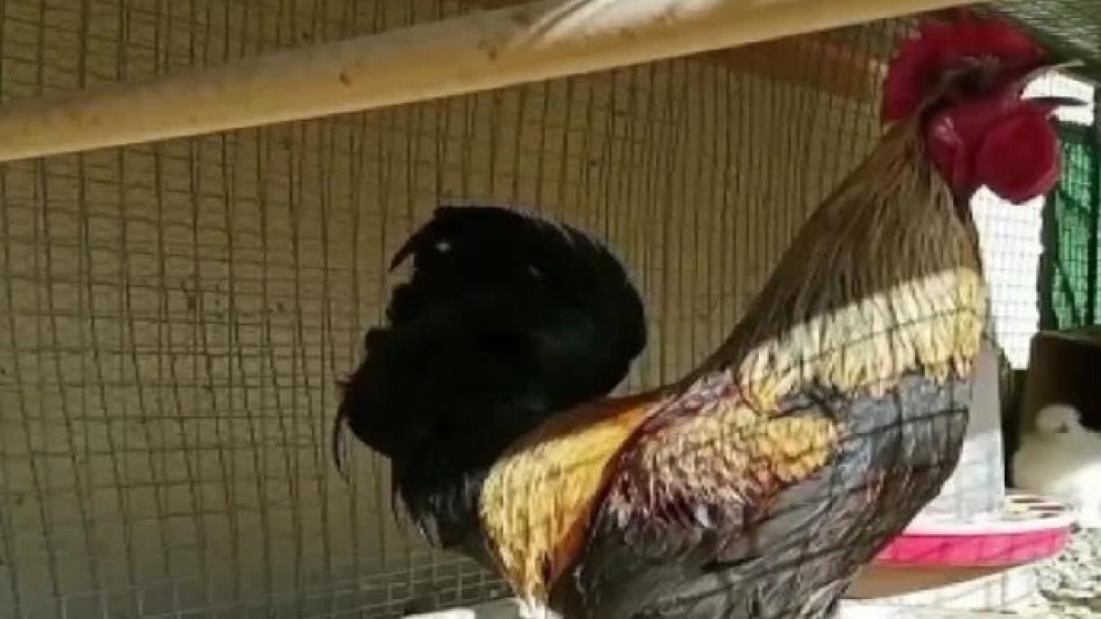 Ätäç xuştan yazdı