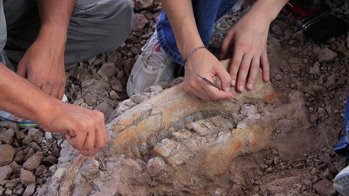 ABŞ-da bir milyon il əvvəl yaşamış steqomastodonun qalığı tapıldı