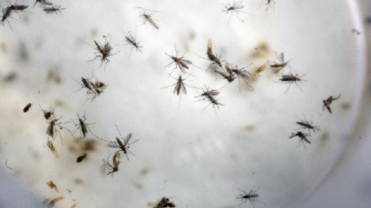 Oms: Cina è libera dalla malaria dopo 70 anni di lotte