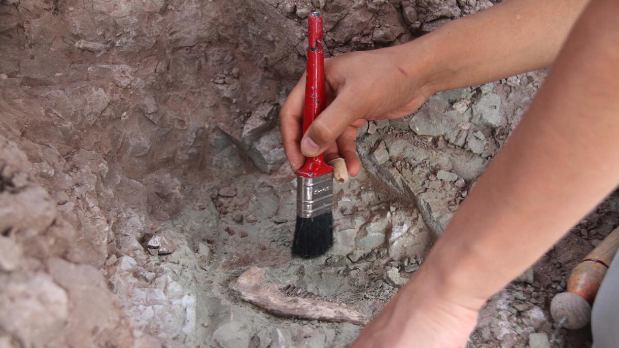 Индонезияда 700 миң жылдык пил фосили табылды