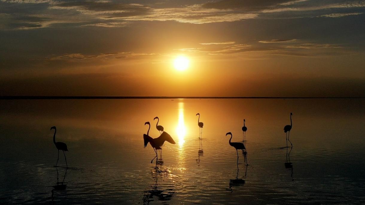 Flamingos nascidos na Turquia se preparam para voar pela primeira vez