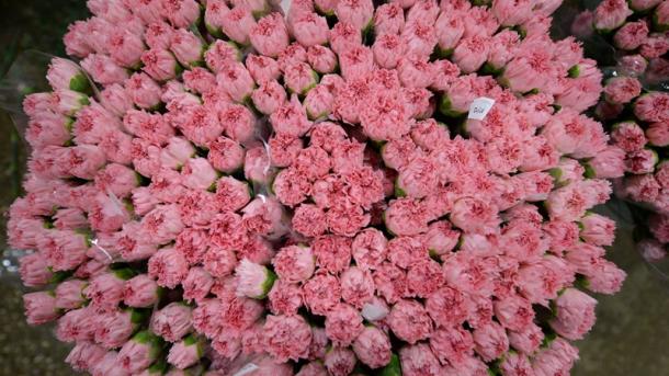 Todas as flores evoluíram de uma única flor há cerca de 140 milhões de anos atrás