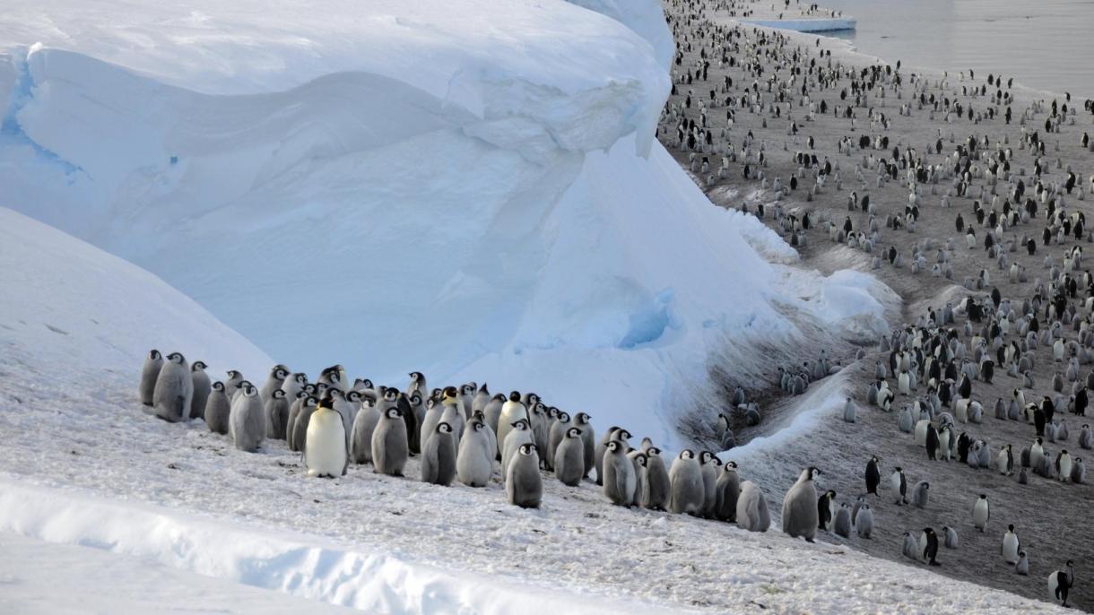 Noi colonii de pinguini imperiali descoperite la Polul Sud